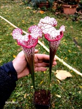 Sarracenia "Spiritual" (MaD