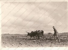 ERITREA Beauty Ox Cart Plow