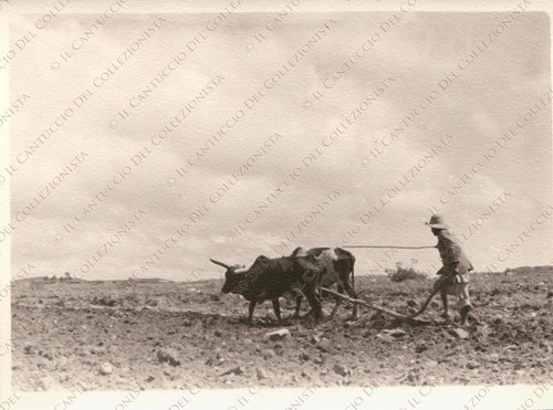 Eritrea beleza carro - carro, buoi
