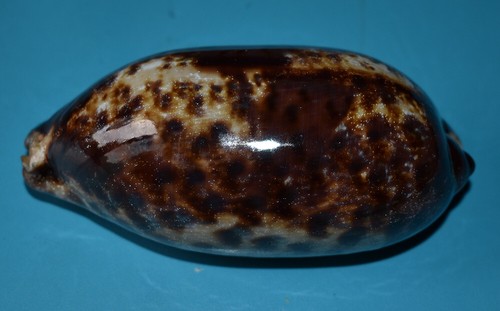 Sea shell coquillages - coquillages,