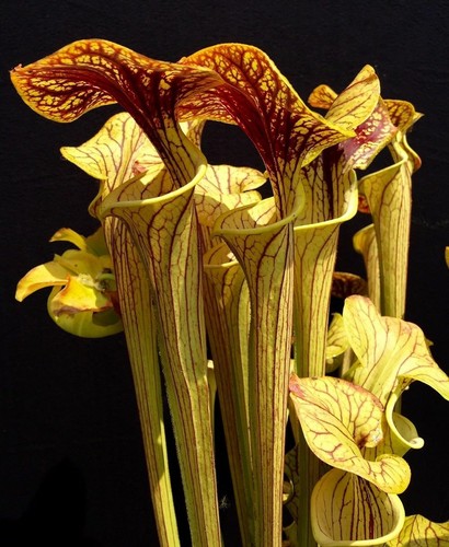 Sarracenia oreophila pianta - sarracenia,