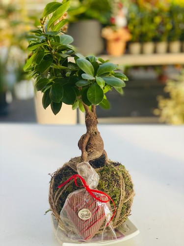 Kokedama bonsai ficus foto - di,