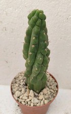 Cereus kikko Pøt 12cm