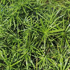 Cyperus Alternifolius - Papiro rustico pianta acquatica/terrestre da giardino