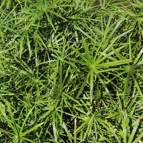 Cyperus alternifolius papiro - -,