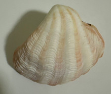 Conchiglia tridacna elongata