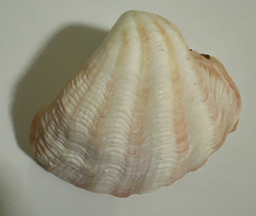 Conchiglia tridacna elongata