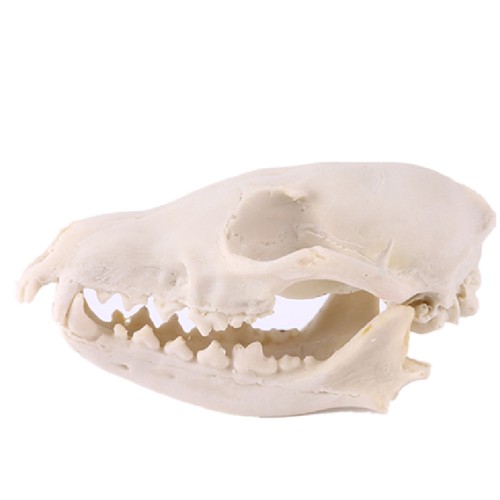 Teschio cinghiale scrofa - di,