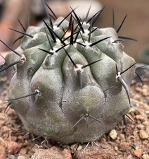 Copiapoa cinerea radice