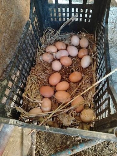 Uova feconde fertili - 10,