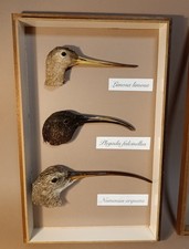 Taxidermy, Cabinet De
