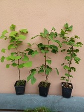 Ginkgo biloba Ginco Albicocca D'argento Latifoglie Pianta Pre Bonsai Boschetti