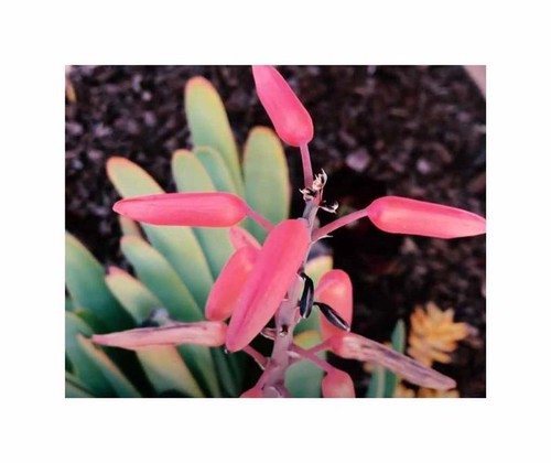 10x aloe plicatilis - 10x,