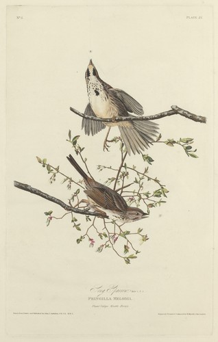 Piatto song sparrow vintage - piatto,
