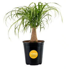 Ponytail Indoor Palm in 6 In