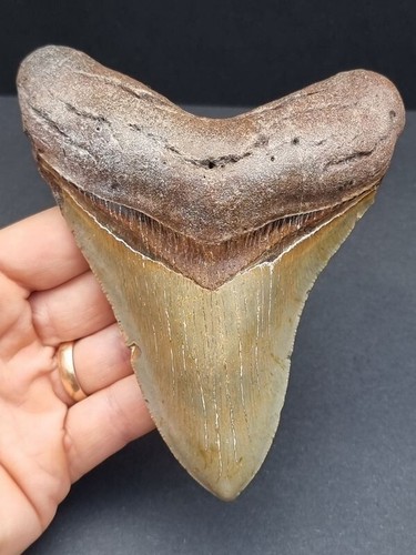 Dente megalodonte cm - di, 12,9