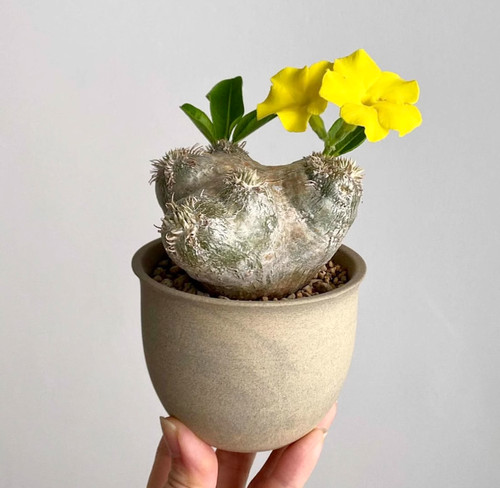 Rara pianta succulenta