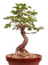 Bonsai - Morus alba, Weiße