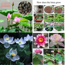 Semi Di Fiori Di Loto Nelumbo