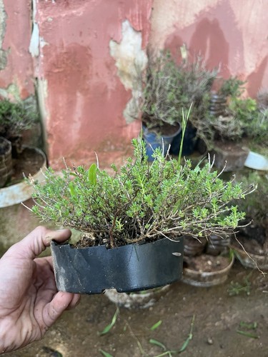 Bonsai timo pianta - bonsai, aromatica