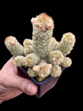 Mammillaria elongata - elongata, cv