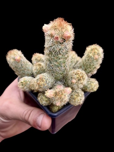 Mammillaria elongata - mammillaria,