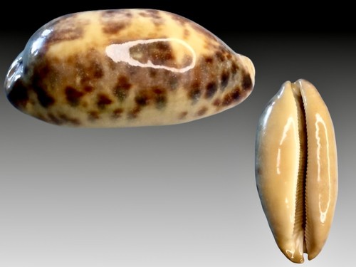 Cypraea testudinaria ingens