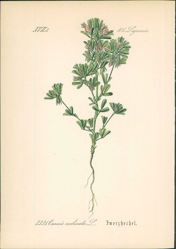 Chromolithographie - ,