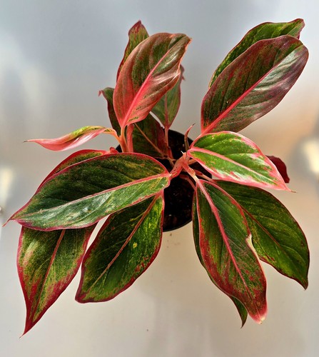 Aglaonema red fire - 2, in