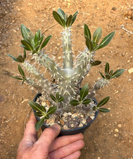 PACHYPODIUM HOREMBENSE -