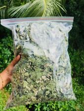 Erba da sogno messicana Calea