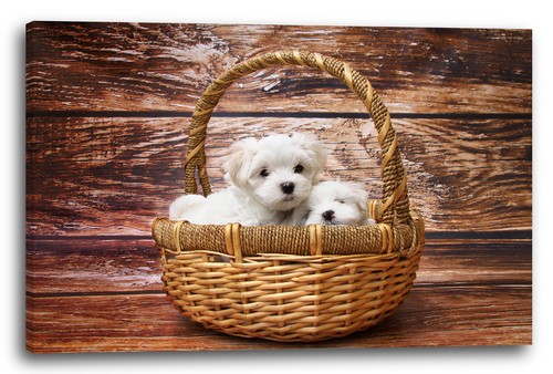 Tela cornice cuccioli - tela/cornice, svegli