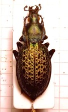 Carabidae, CARABINAE, Carabus