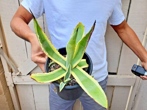 Agave americana variegata - agave,