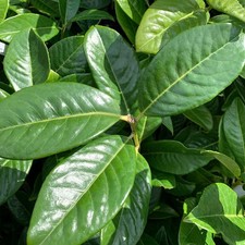 Lauroceraso "Prunus