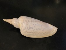 Conchiglia Shell Voluta ZIDONA
