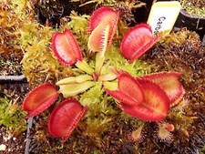 Dionée muscipula "Carboni