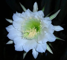 HARRISIA - PIANTA DA GIARDINO - CACTUS - H 69 CM