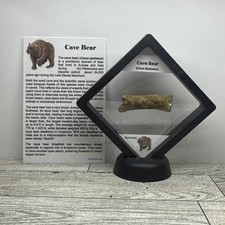 Orso delle caverne Ursus