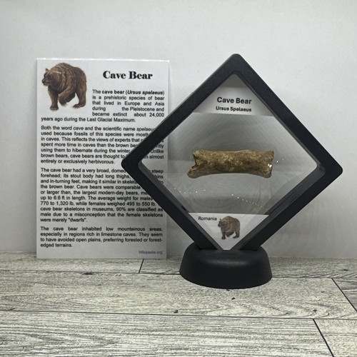 Orso delle caverne ursus - orso,