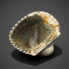 Bivalve (Pelecypoda) Fossil