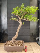 bonsai  quercia   h 72 cm visita il negozio