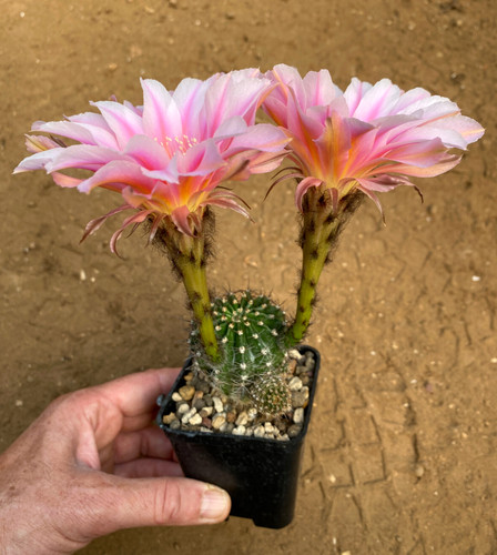 Echinopsis hybrid - echinopsis,