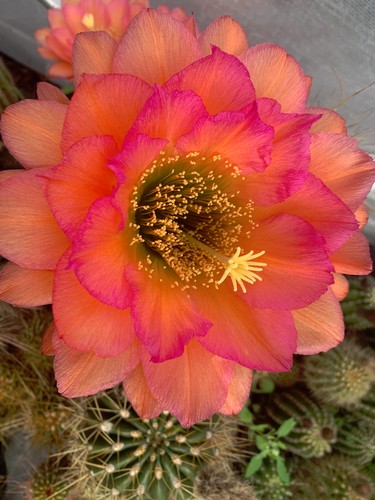 Echinopsis tricocereus - echinopsis,,