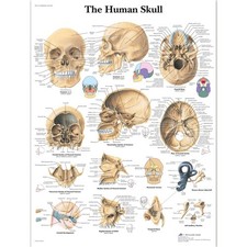 3B Scientific Carta Laminata