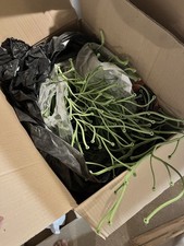 Vitra Algue - Divisorio per