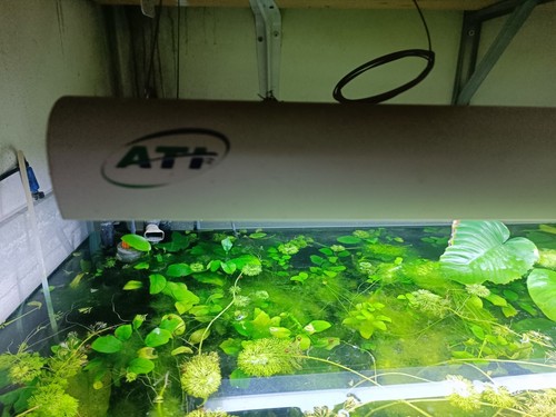 Plafoniera ati t5x6 acquario - acquario,