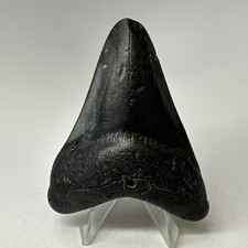 Dente di squalo megalodonte
