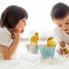  Scatola Incubazione Rettili