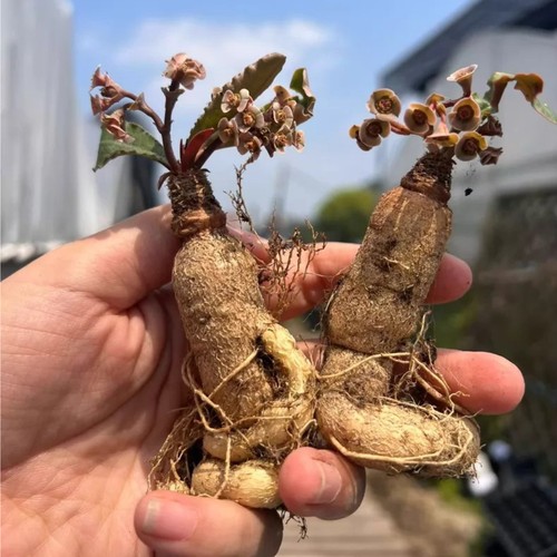 1pz 3cm seedgroth - 1pz, raro